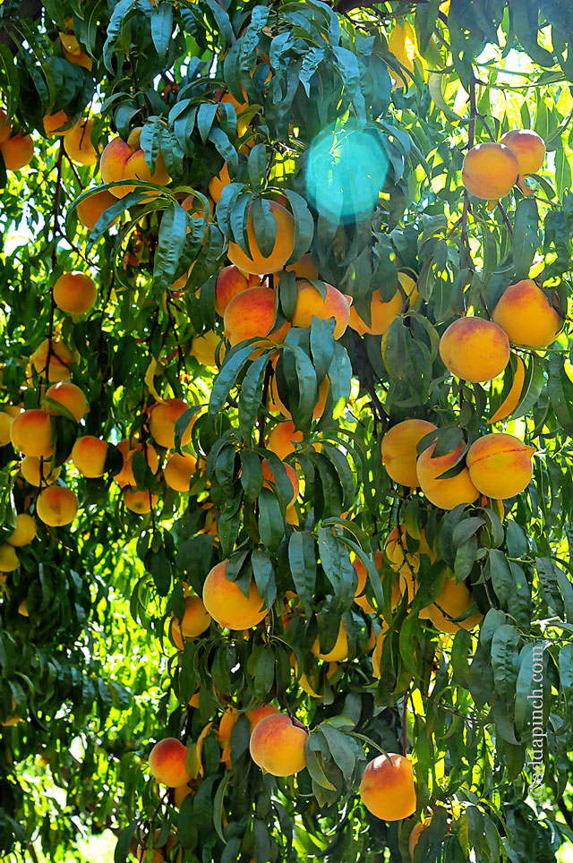 Simple Peach Sorbet Recipe and Del Monte Harvest | ©addapinch.com