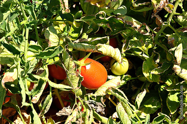 Simple Peach Sorbet Recipe and Del Monte Harvest | ©addapinch.com