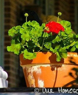 Red Geraniums