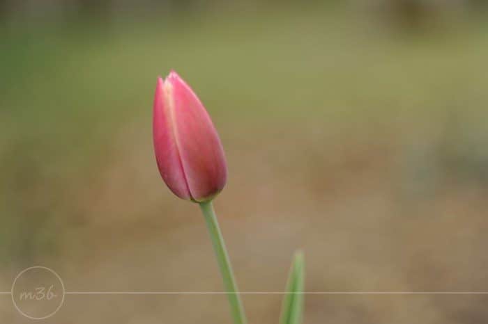 SOOC baby tulip iowa photography