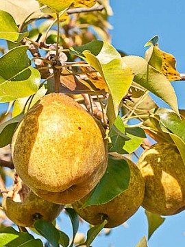 What To Do With All These Pears