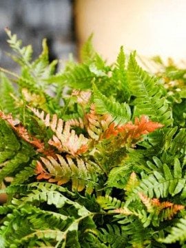 Autumn Fern