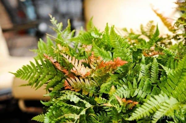 Autumn Fern