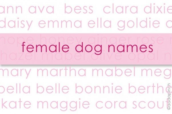 Dog Names :: My Favorite Female Dog Names - Living | Add a Pinch