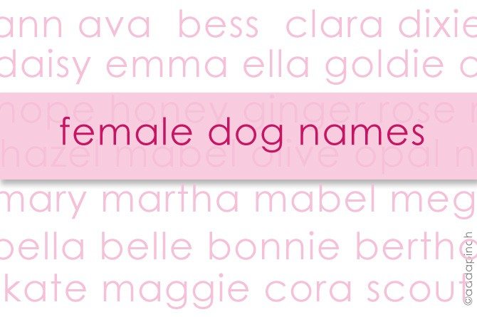 Dog Names :: My Favorite Female Dog Names - Living | Add a Pinch