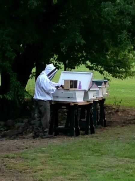 bees-beekeeper