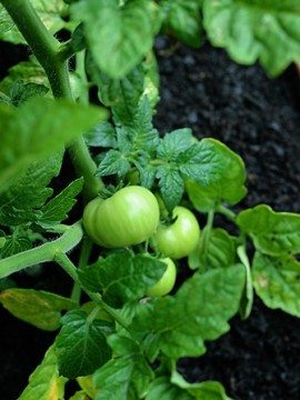 Container Gardening