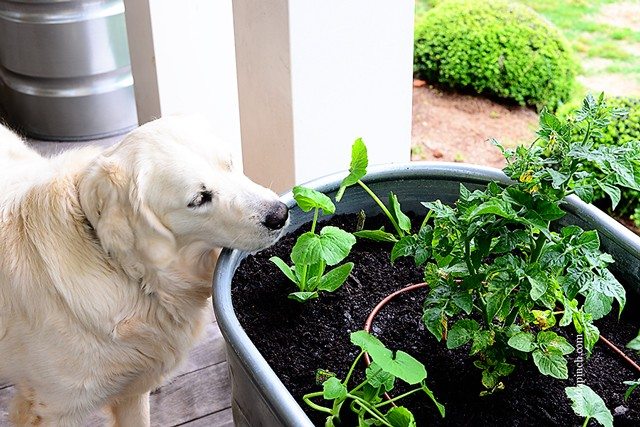 Container Gardening from addapinch.com