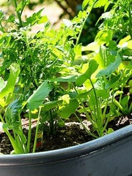 Container Gardening Update!
