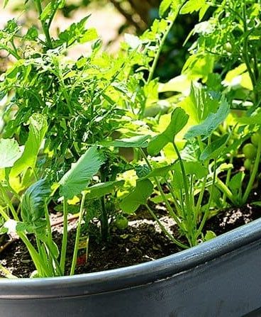Container Gardening Update from addapinch.com