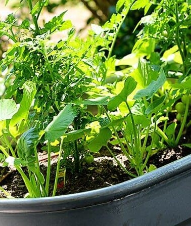 Container Gardening Update from addapinch.com