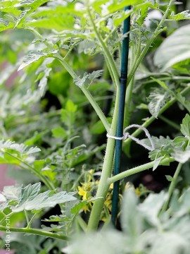 Staking Tomatoes
